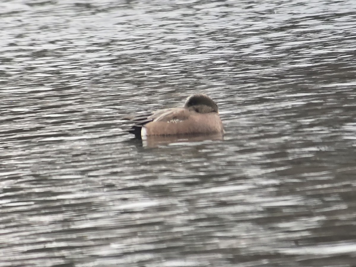 American Wigeon - ML646329140