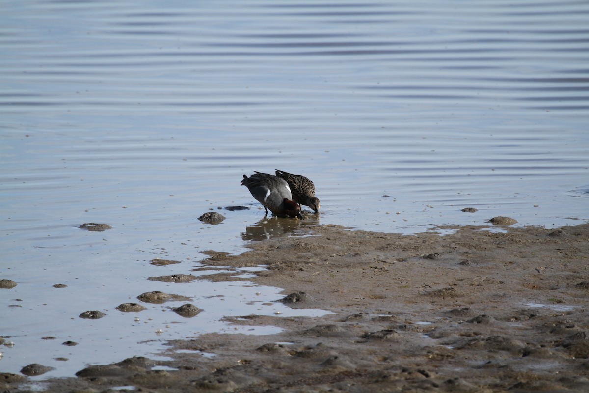 Green-winged Teal - ML646329143