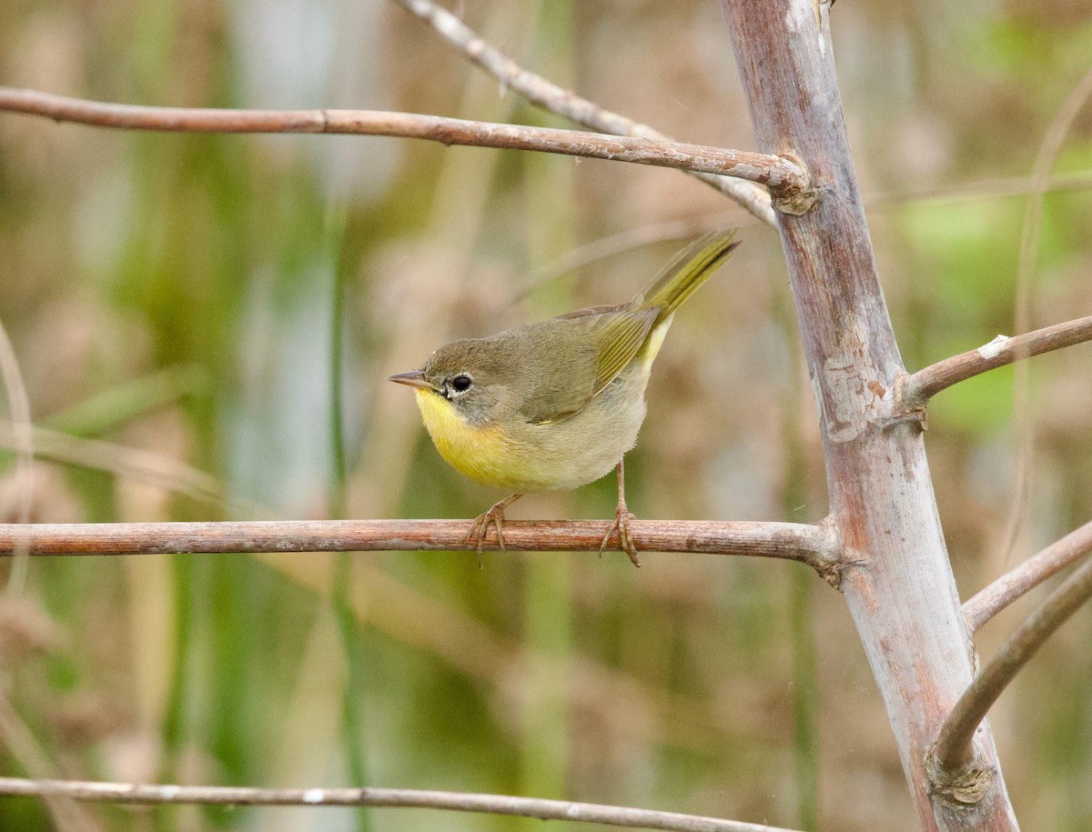 Common Yellowthroat - ML646329151