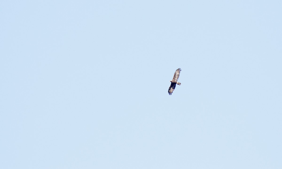 Golden Eagle - ML646329152