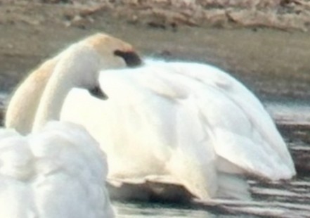 Trumpeter Swan - ML646329156