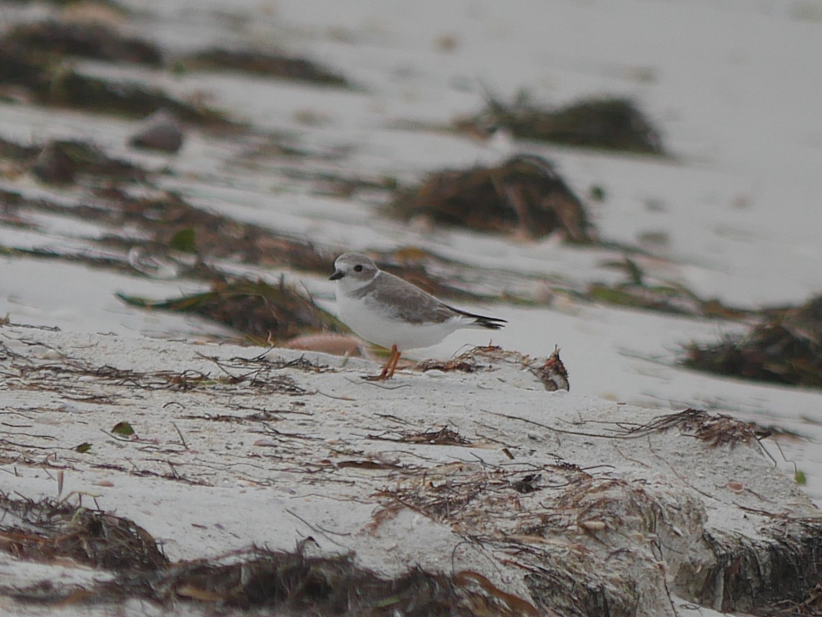 Islıkçı Cılıbıt - ML646329157