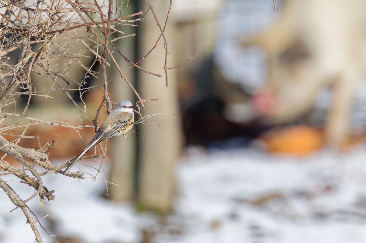 Scissor-tailed Flycatcher - ML646329171