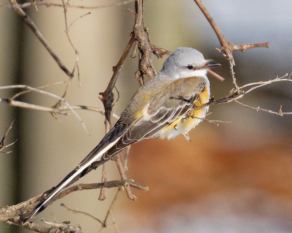 Scissor-tailed Flycatcher - ML646329172