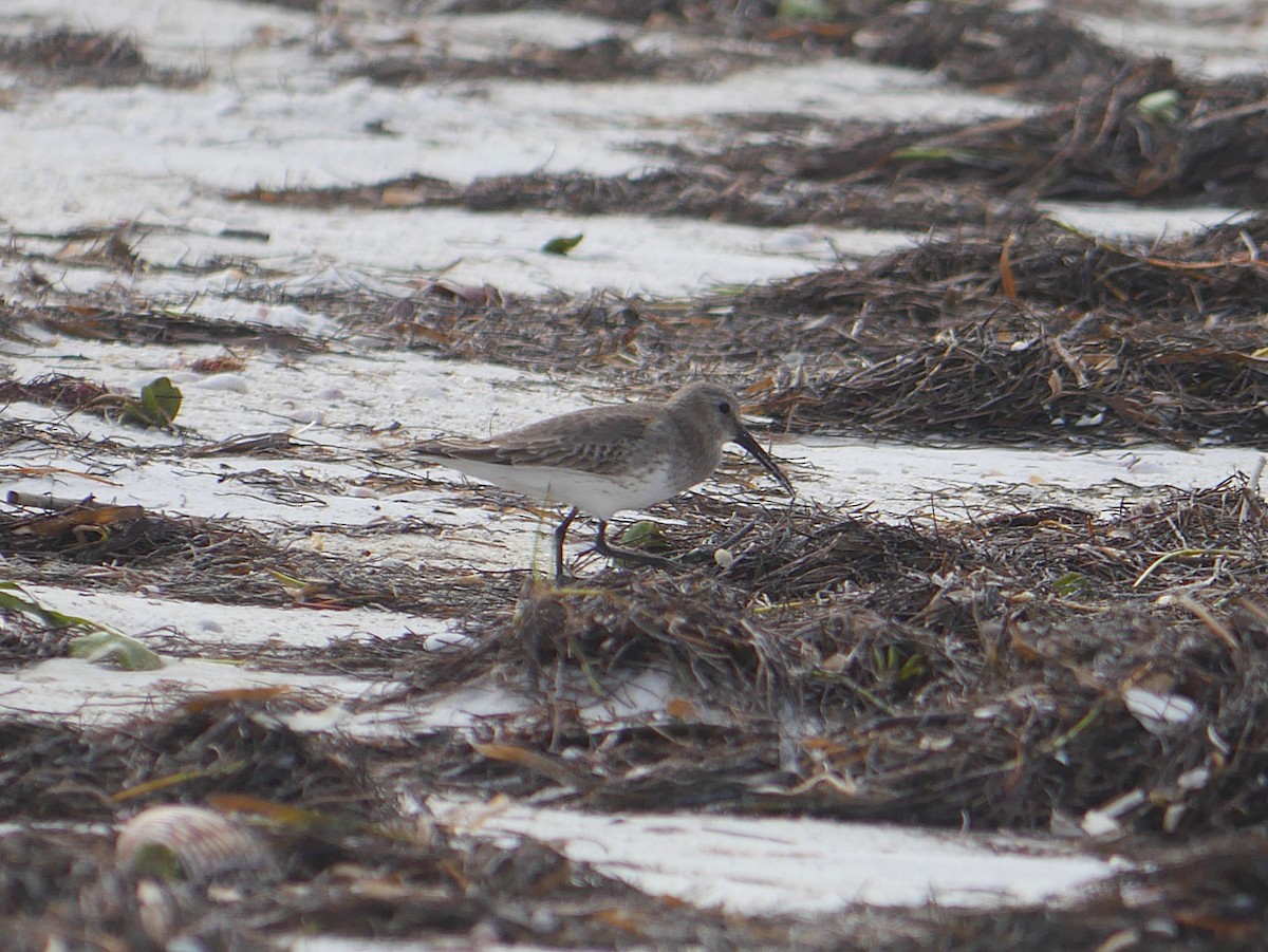 Dunlin - ML646329178