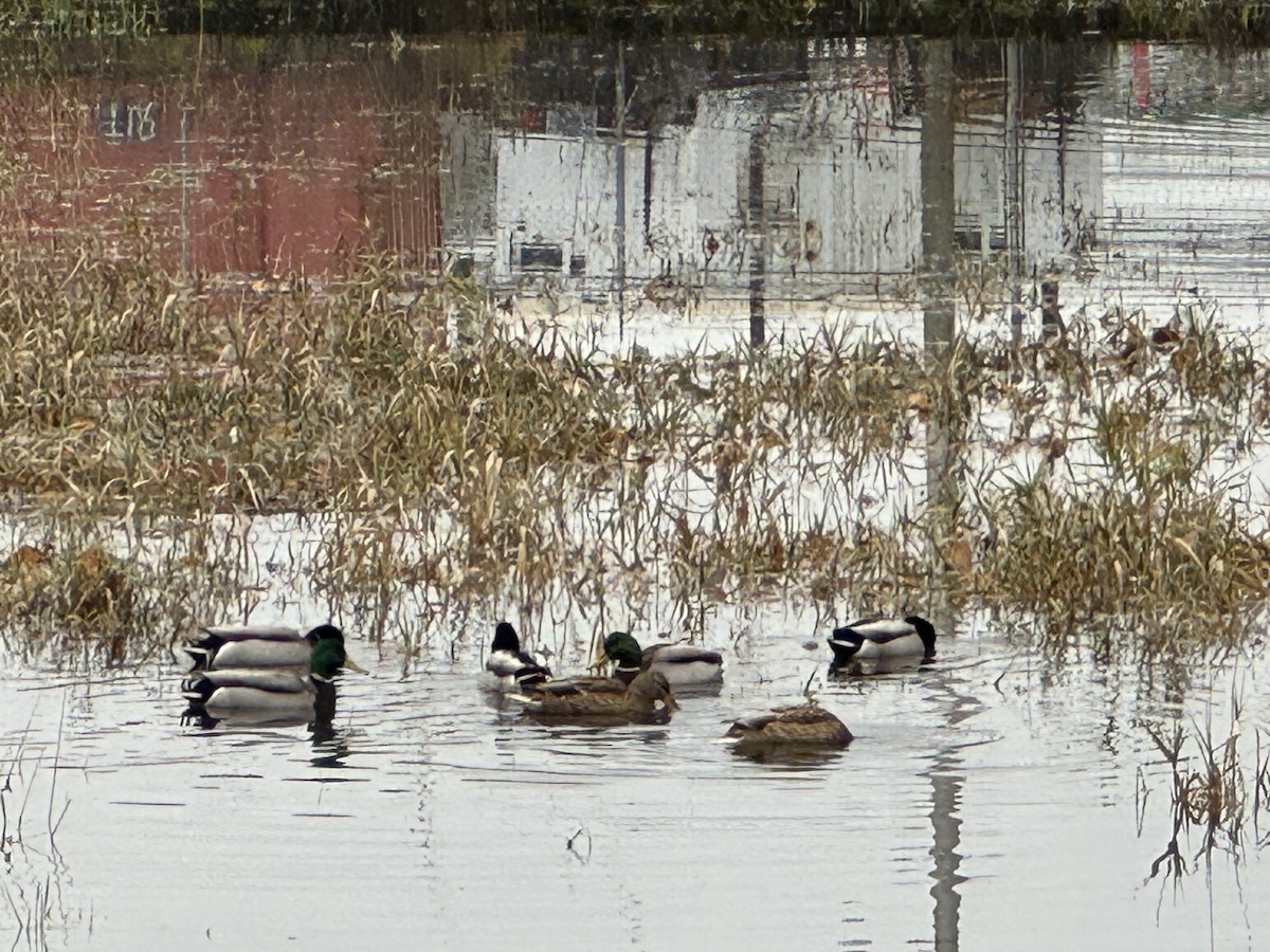 Mallard - ML646329179