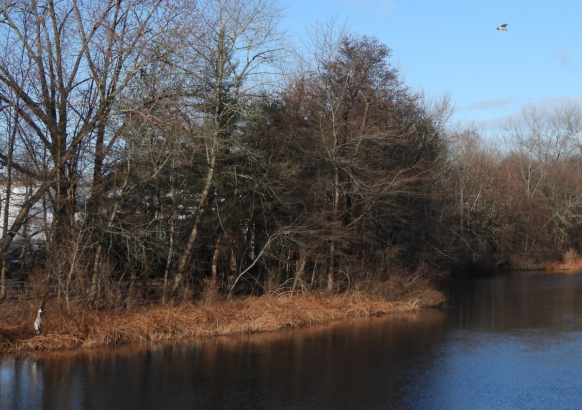 Buse à queue rousse - ML646329180