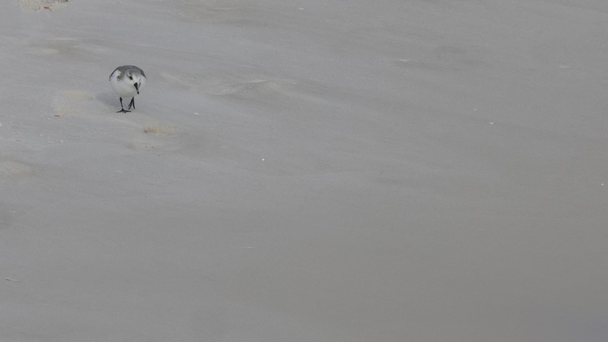 jespák písečný - ML646329181