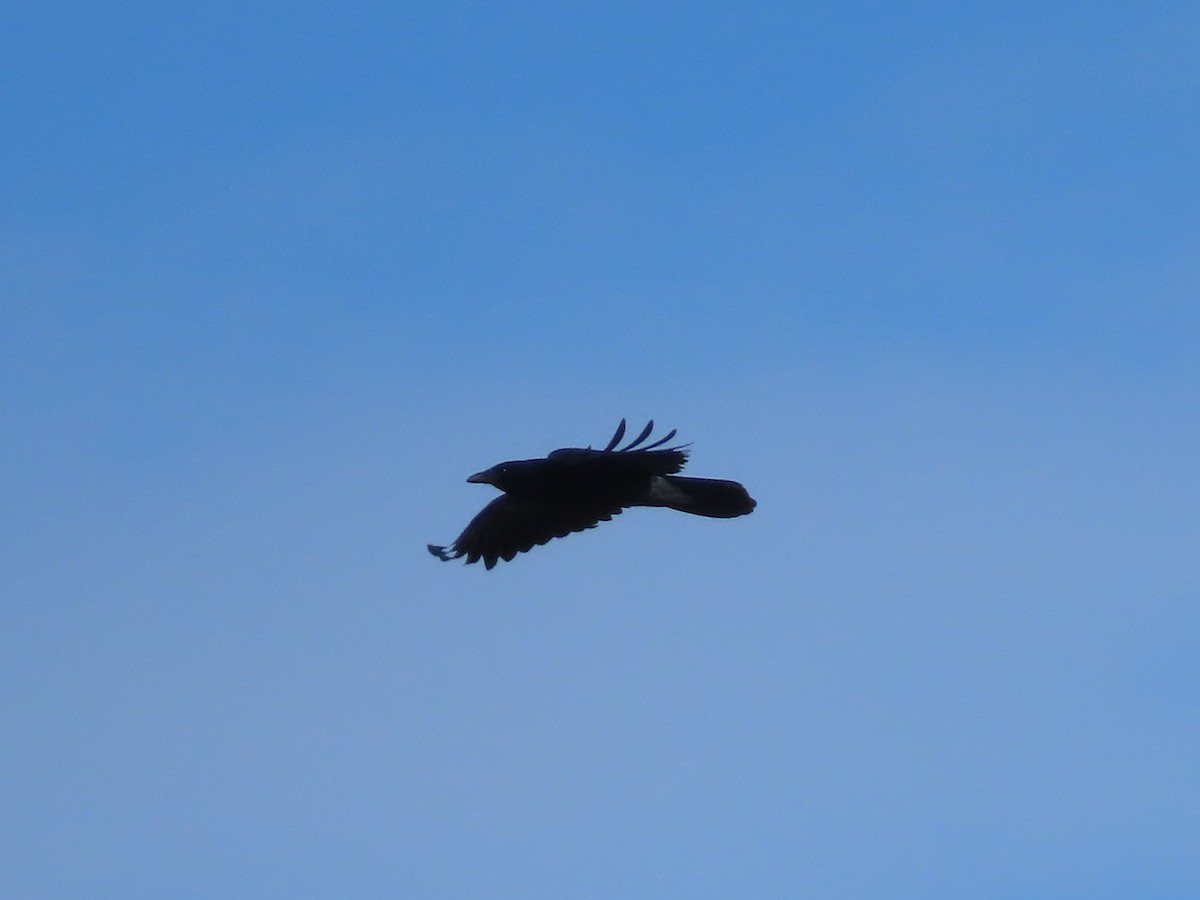 Common Raven - ML646329182