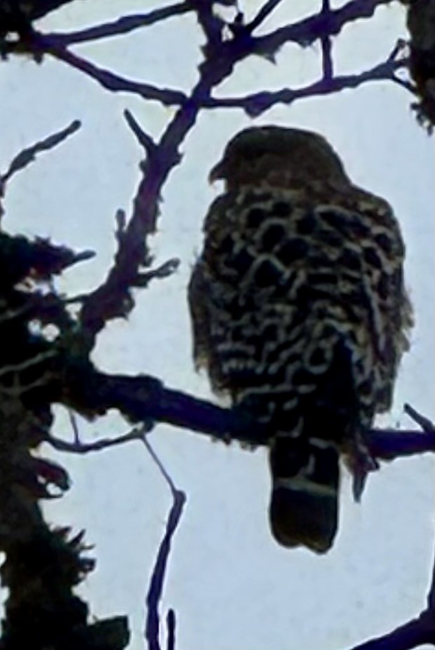 Red-shouldered Hawk - ML646329183