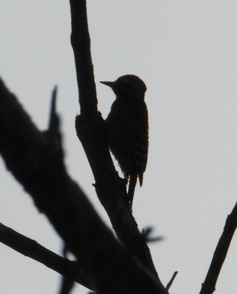 Ladder-backed Woodpecker - ML646329184