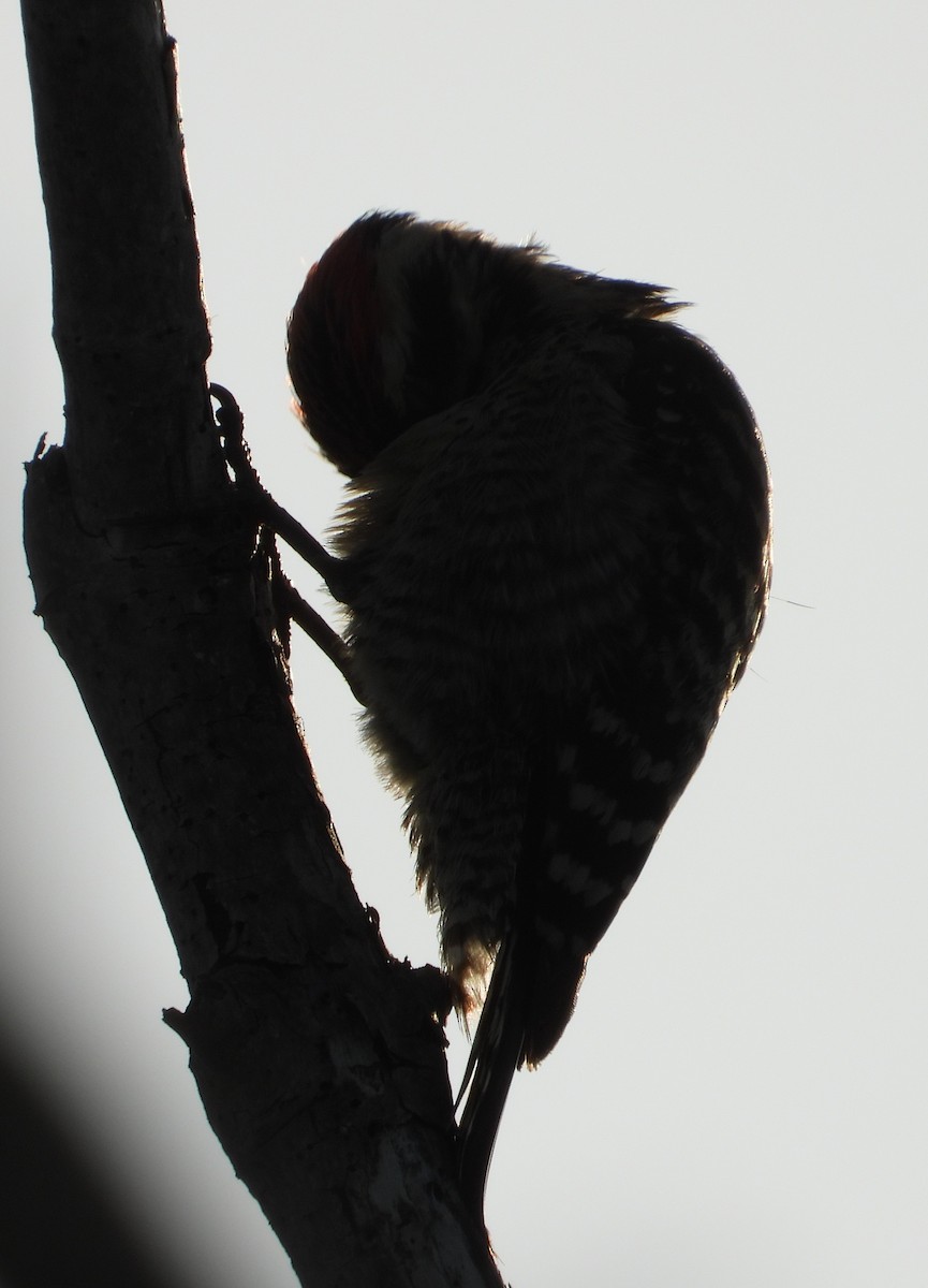 Ladder-backed Woodpecker - ML646329185