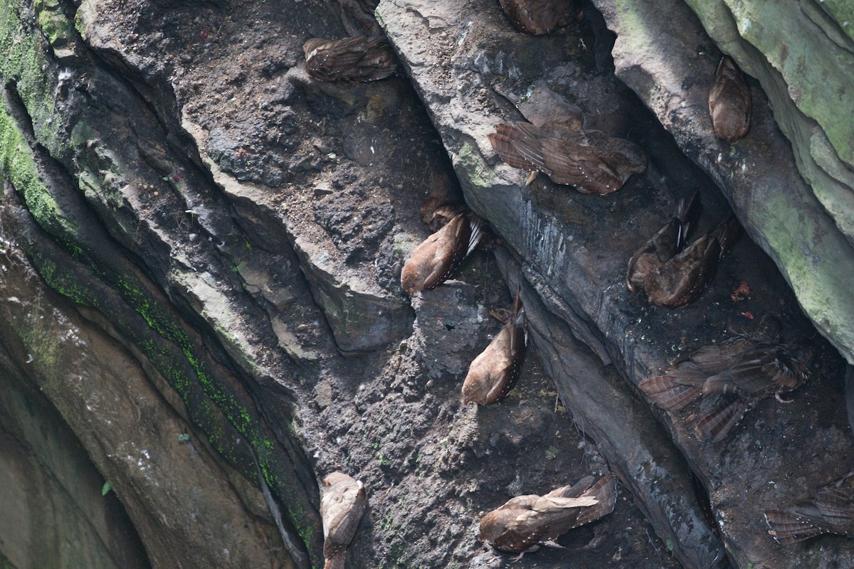 Oilbird - ML646329186