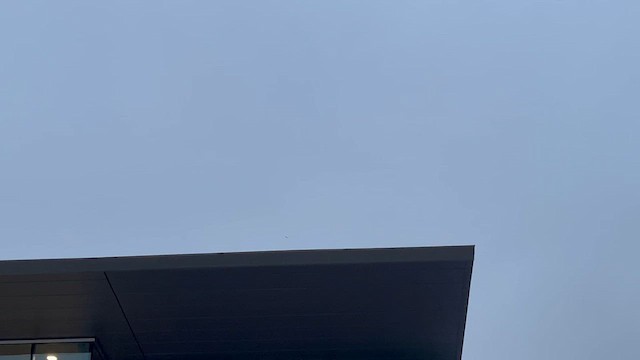 American Kestrel - ML646329191