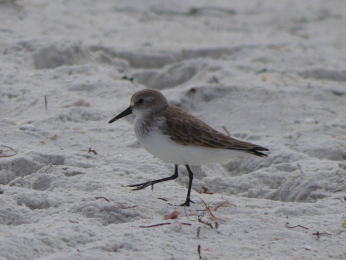 西濱鷸 - ML646329192