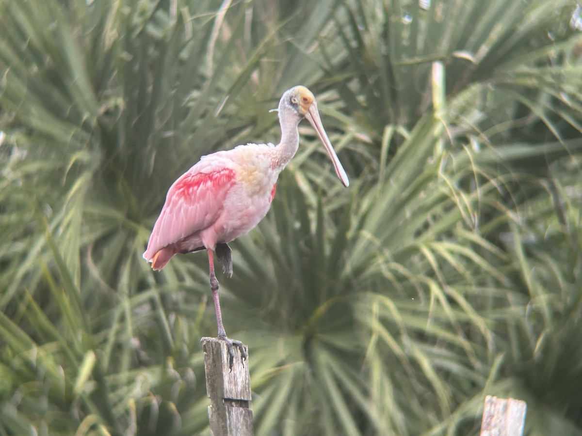 Roseate Spoonbill - ML646329193