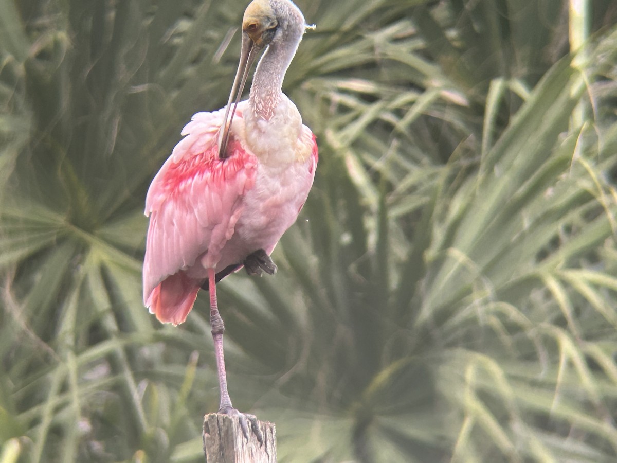 Roseate Spoonbill - ML646329194