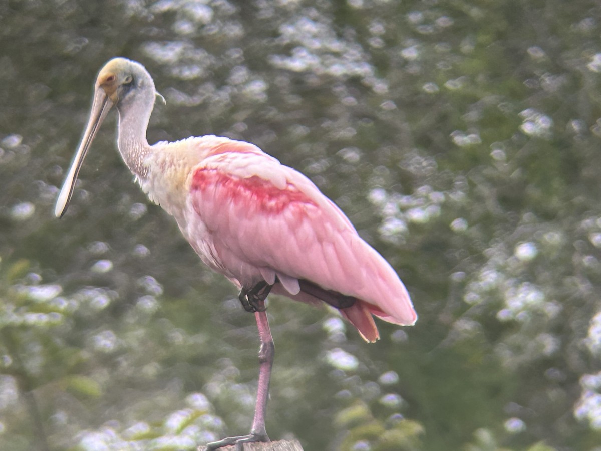 Roseate Spoonbill - ML646329198