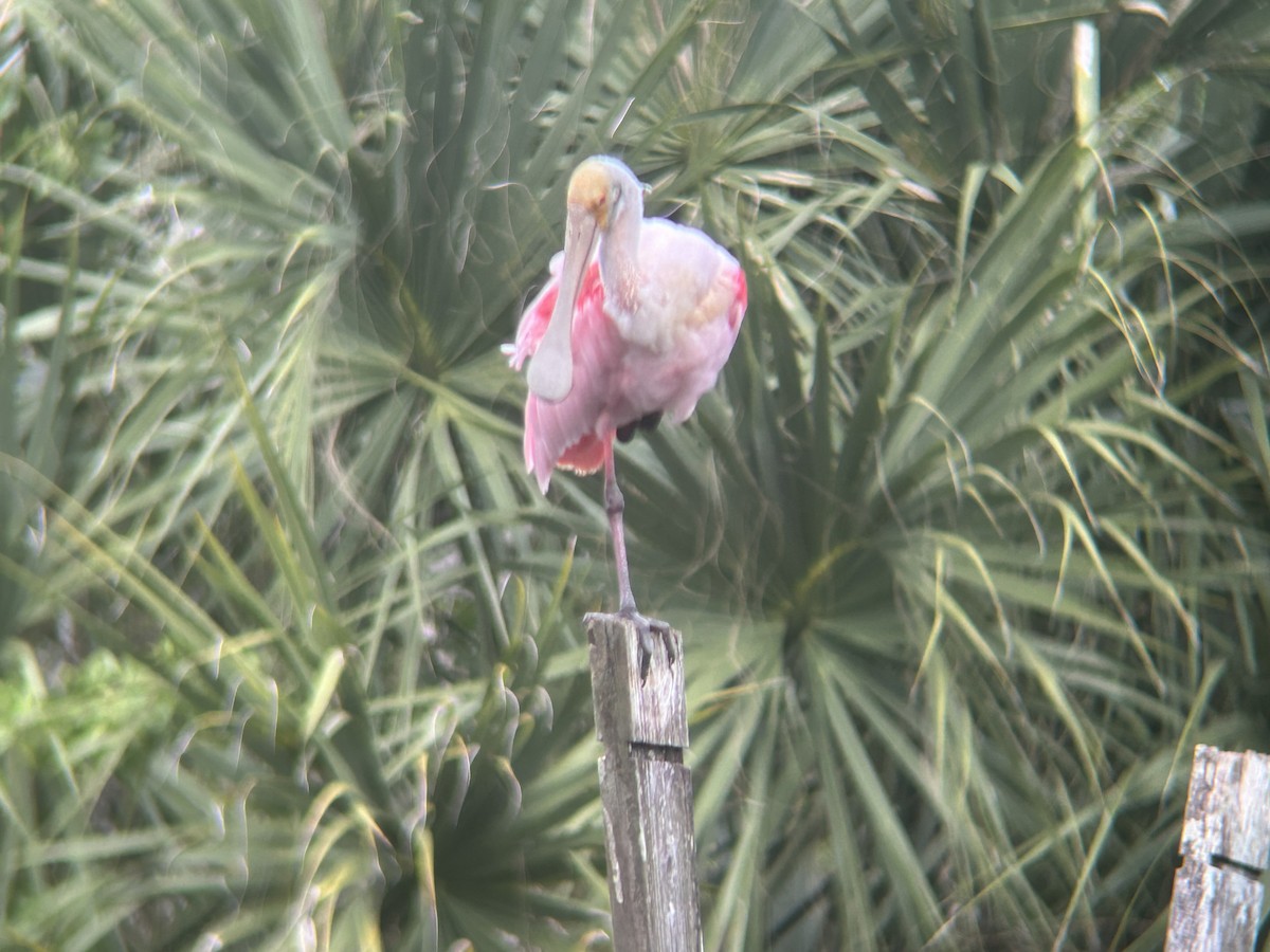 Roseate Spoonbill - ML646329199