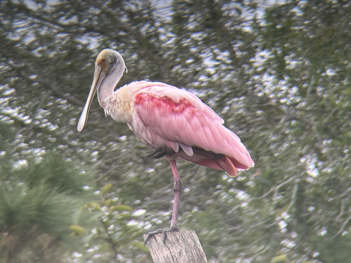 Roseate Spoonbill - ML646329200