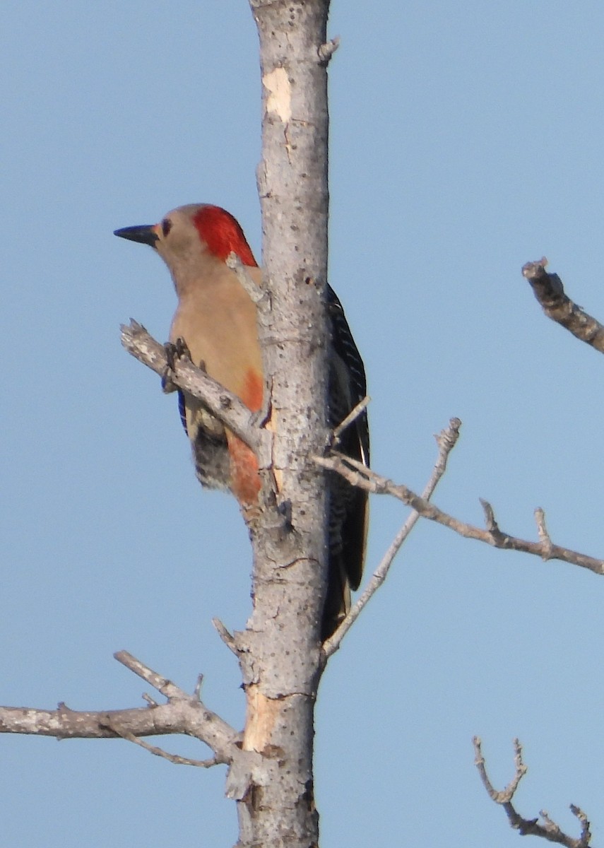 Golden-fronted Woodpecker - ML646329201