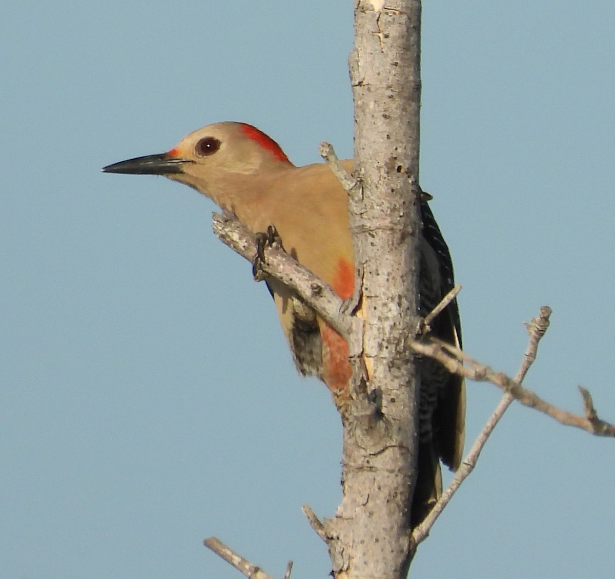 Golden-fronted Woodpecker - ML646329202