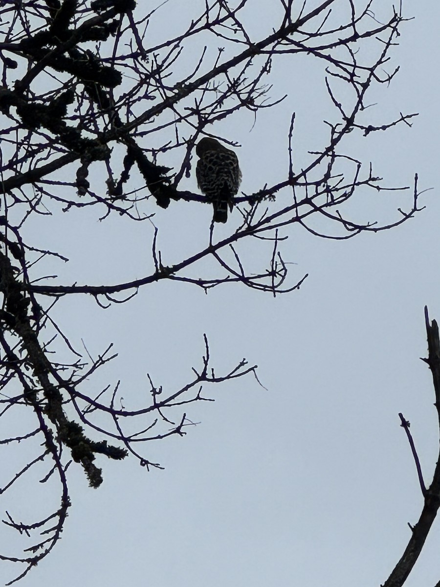 Red-shouldered Hawk - ML646329203