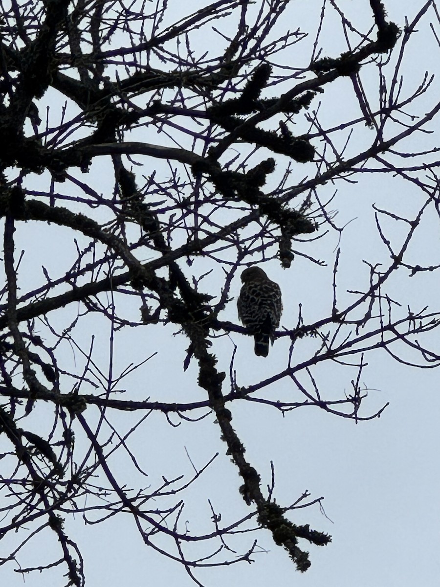Red-shouldered Hawk - ML646329204