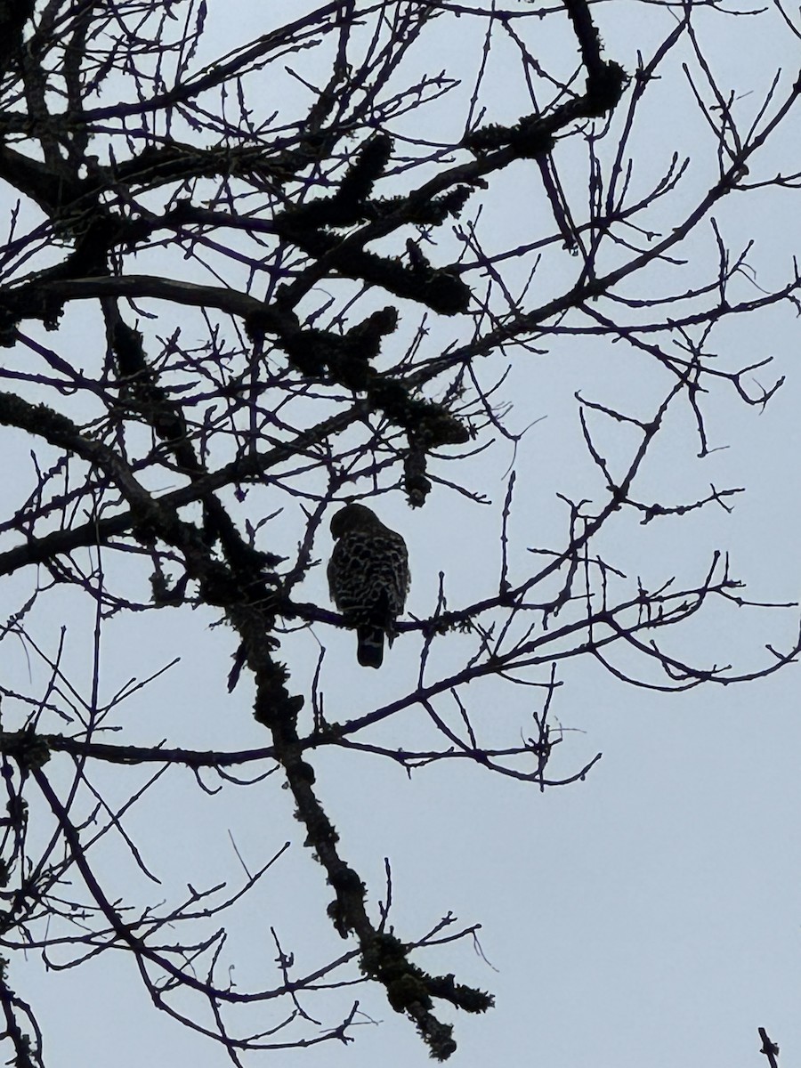 Red-shouldered Hawk - ML646329205