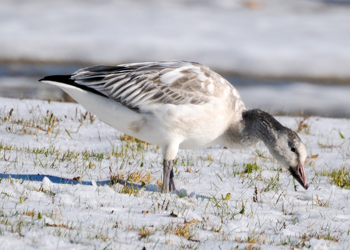 Гуска біла - ML646329214