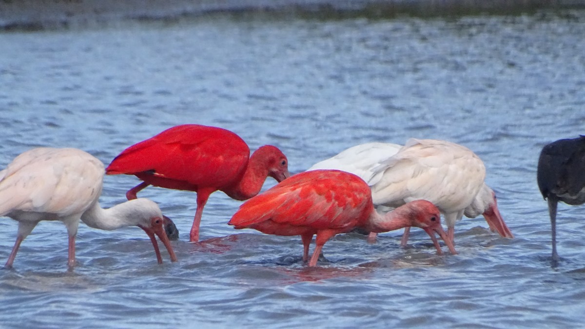 Scarlet Ibis - ML646329219