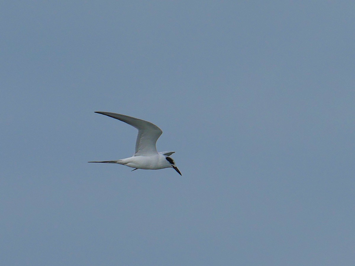 Forster's Tern - ML646329221