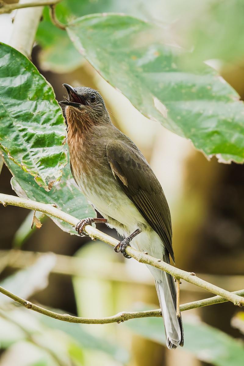 Philippine Bulbul - ML646329228