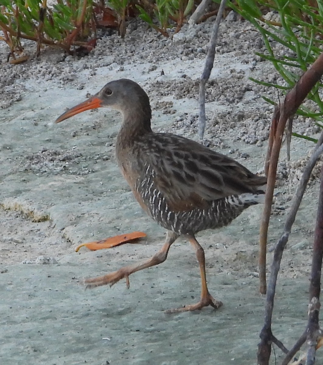 Clapper Rail - ML646329230