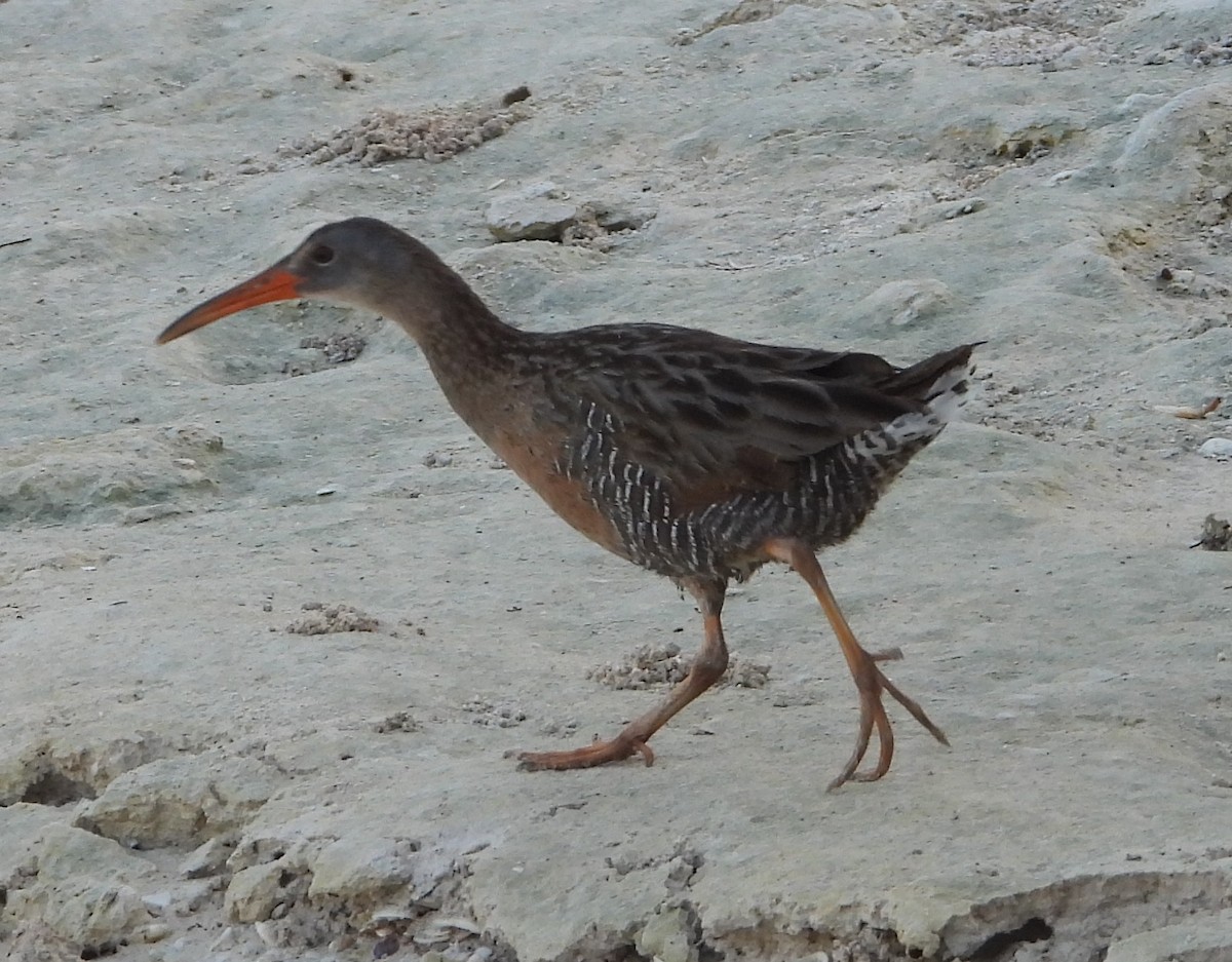 Clapper Rail - ML646329232