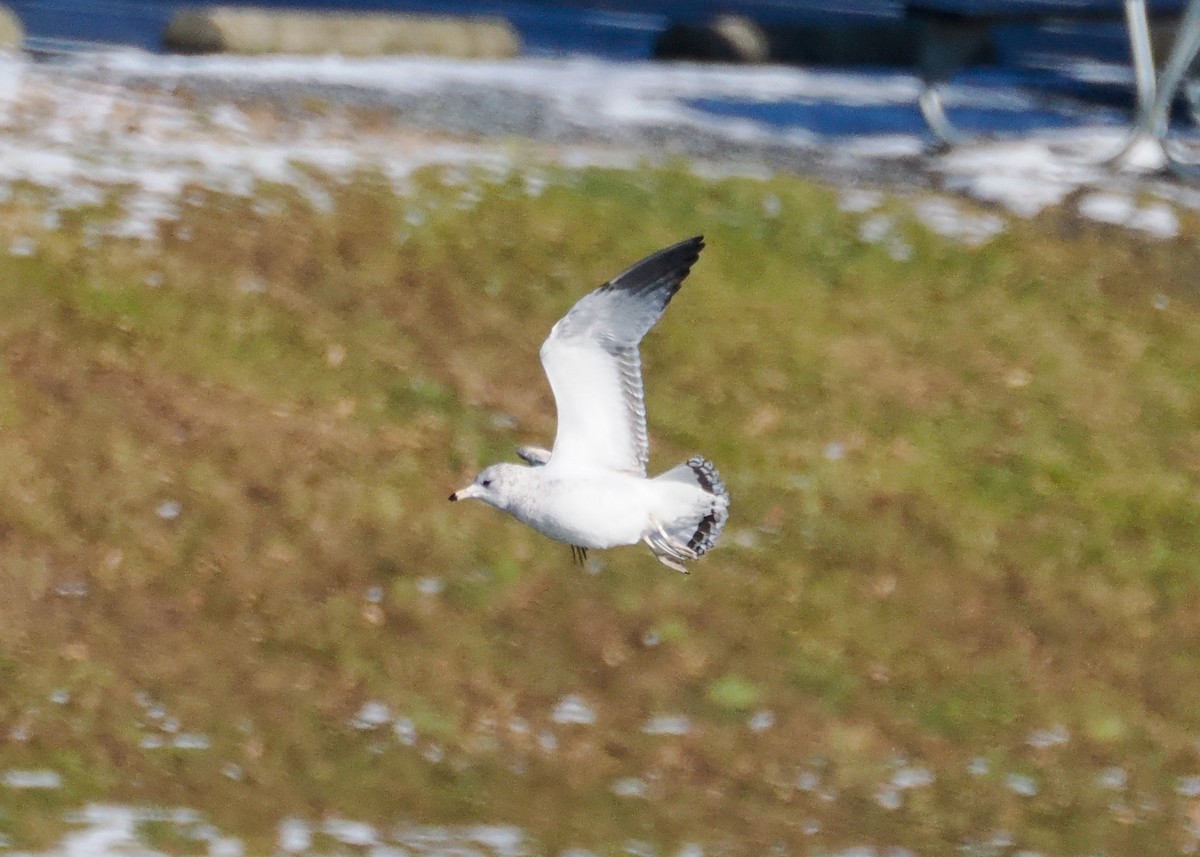 Мартин делаверський - ML646329233