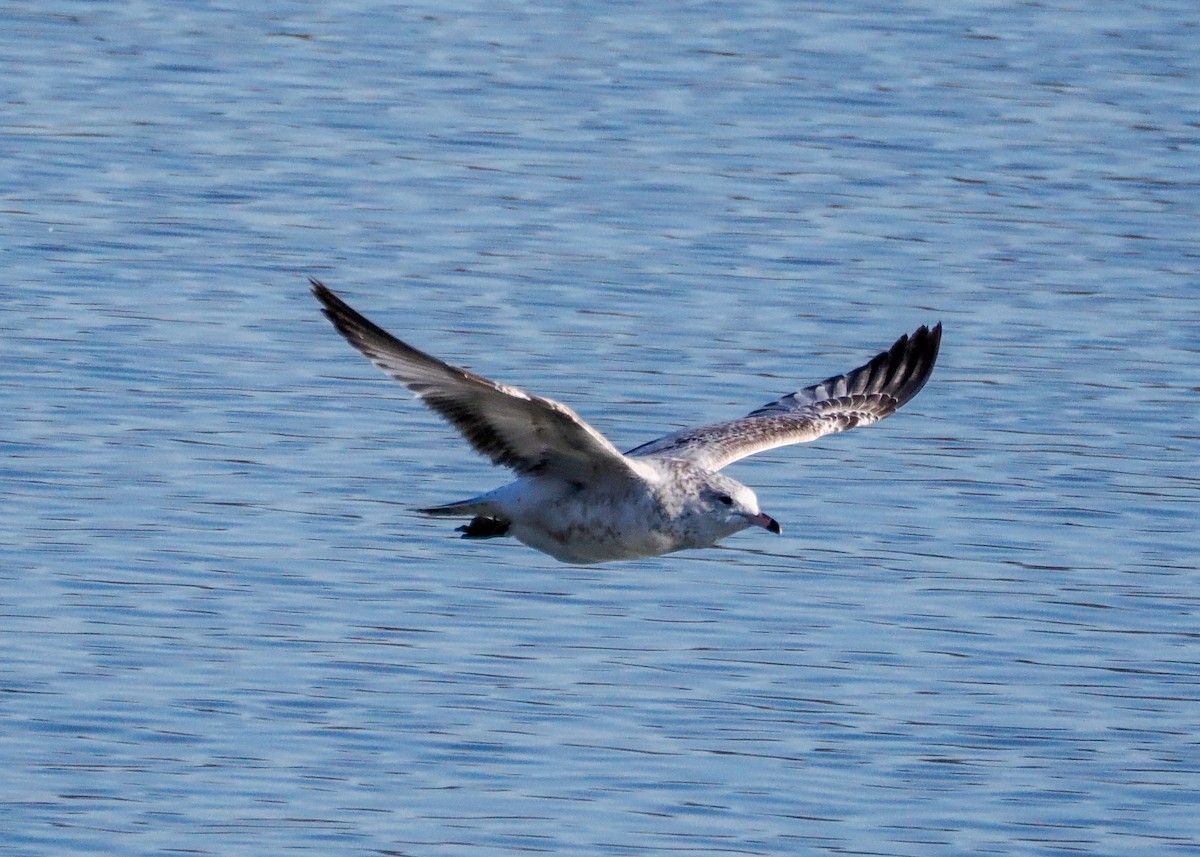 Мартин делаверський - ML646329234