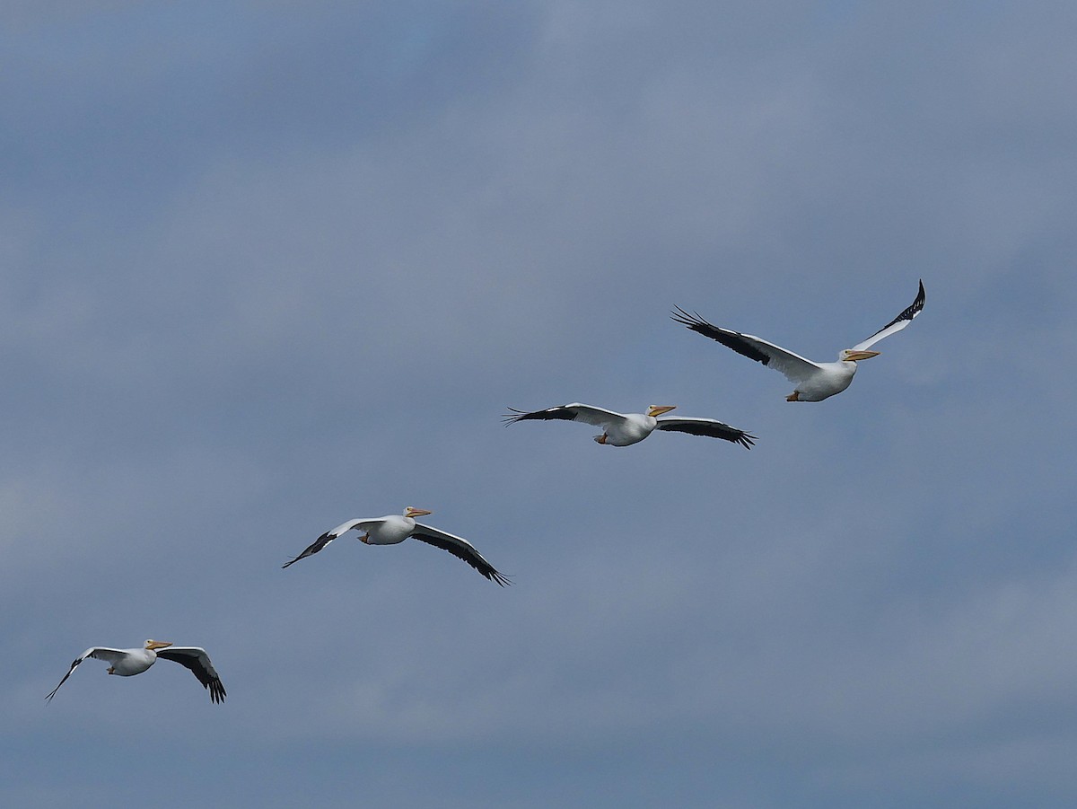 American White Pelican - ML646329236