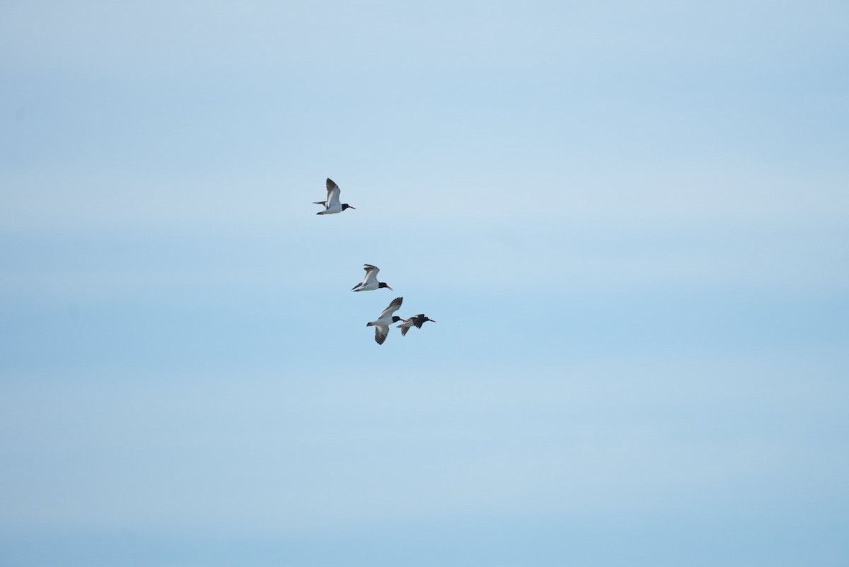American Oystercatcher - ML646329238