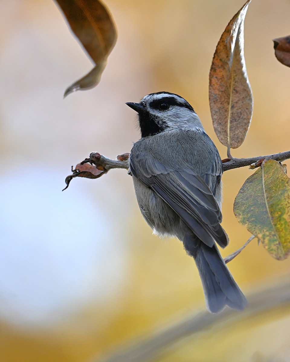 Mountain Chickadee - ML646329240