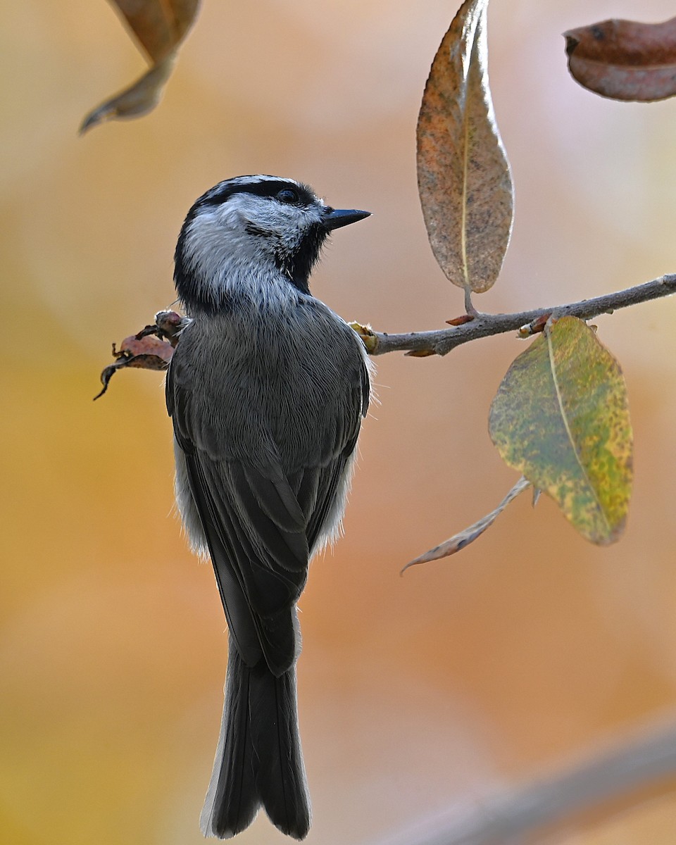 Mountain Chickadee - ML646329241
