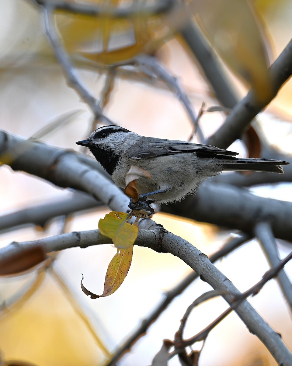Mountain Chickadee - ML646329242