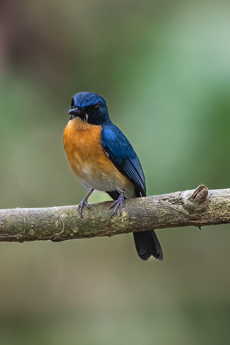 Mangrove Blue Flycatcher - ML646329243