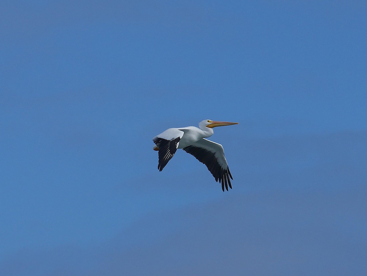 American White Pelican - ML646329244