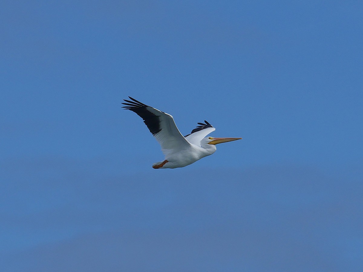 American White Pelican - ML646329254