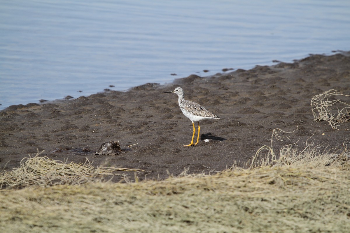 Greater Yellowlegs - ML646329255