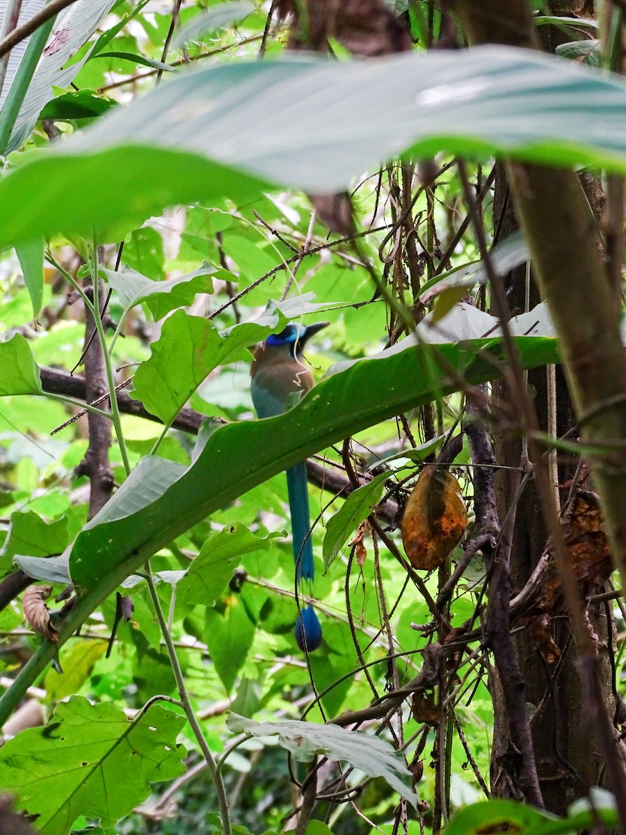 Whooping Motmot - ML646329257