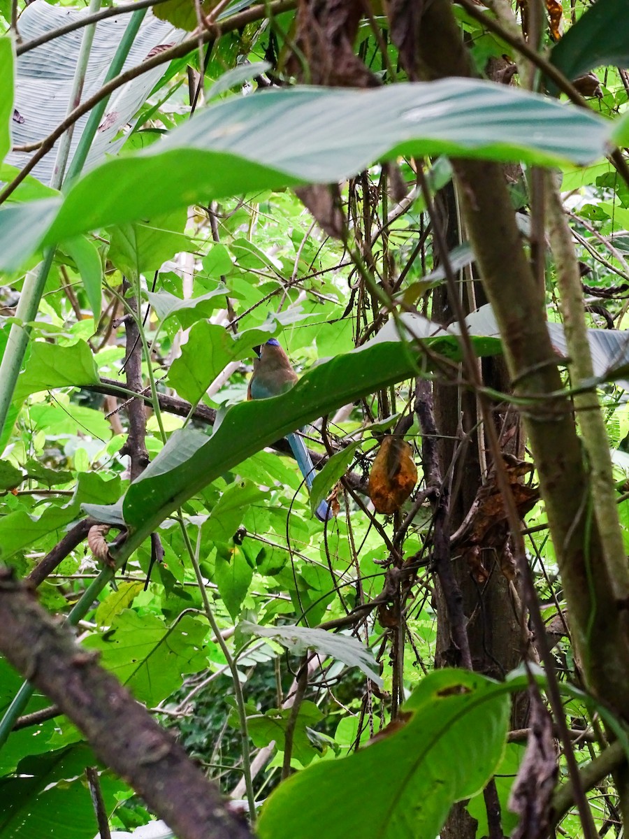 Whooping Motmot - ML646329258