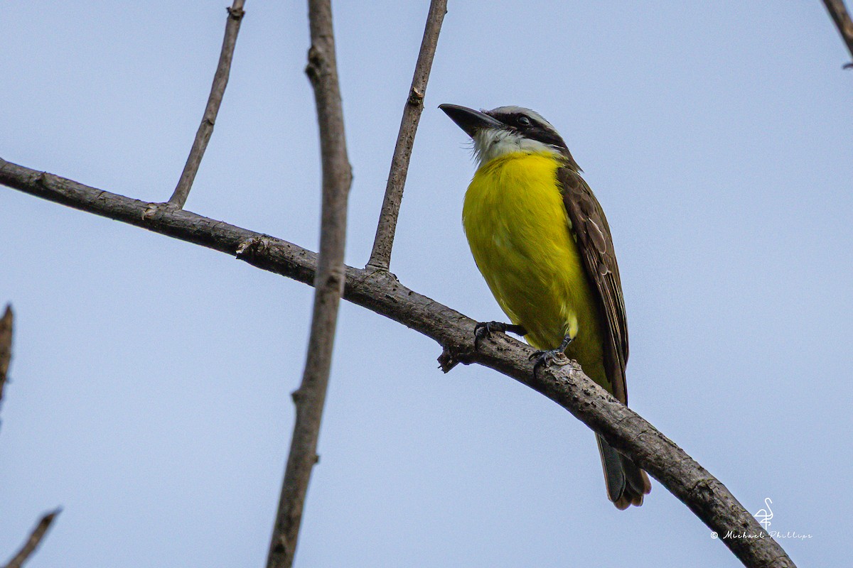 Пітанга-великодзьоб - ML646329260