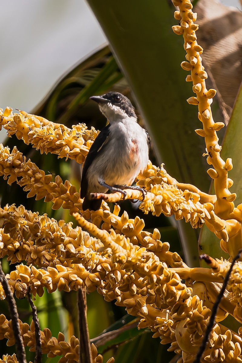 květozob filipínský - ML646329261